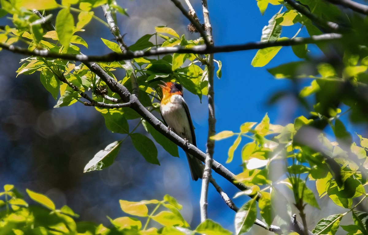 Red-faced Warbler - ML618906108