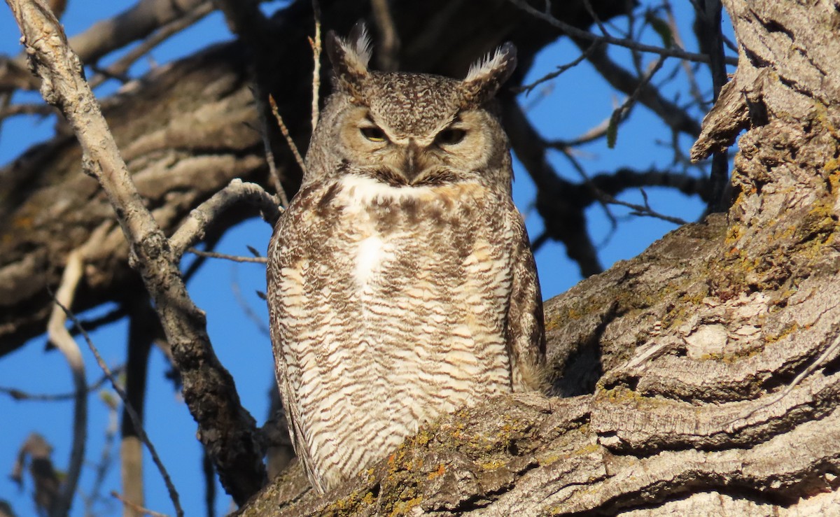 Great Horned Owl - Del Nelson