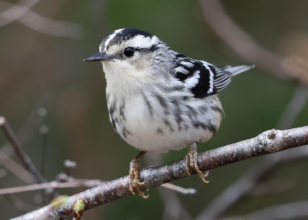 Black-and-white Warbler - ML618906131
