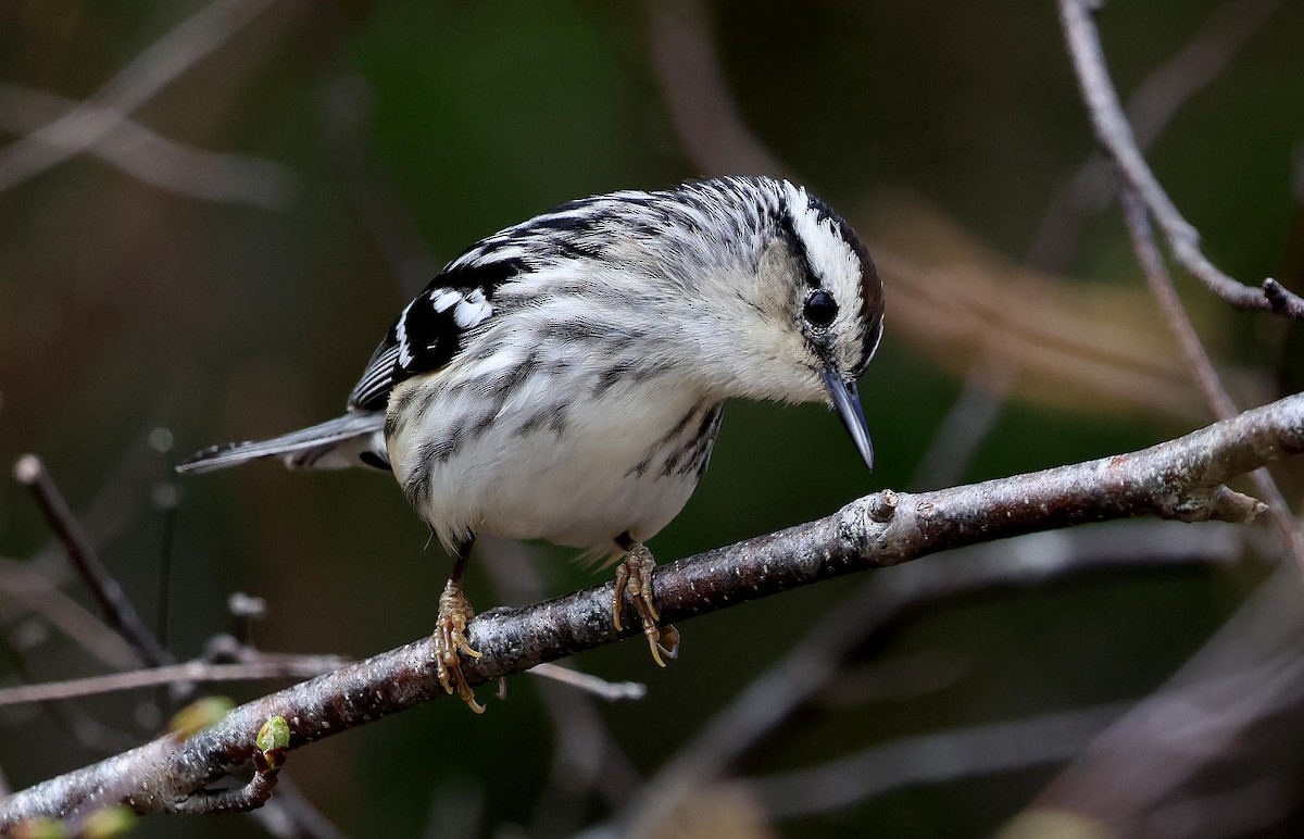 Black-and-white Warbler - ML618906132