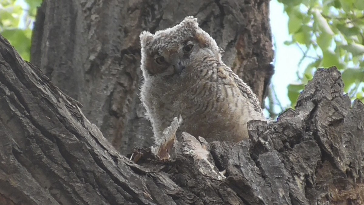 Great Horned Owl - ML618906151