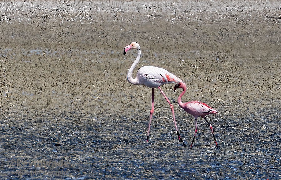 Lesser Flamingo - Kevin Wade