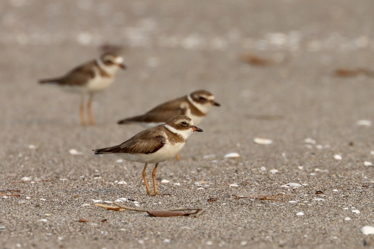Semipalmated Plover - ML618906184