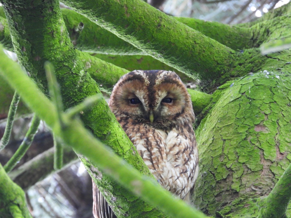 Tawny Owl - Tom Parkinson