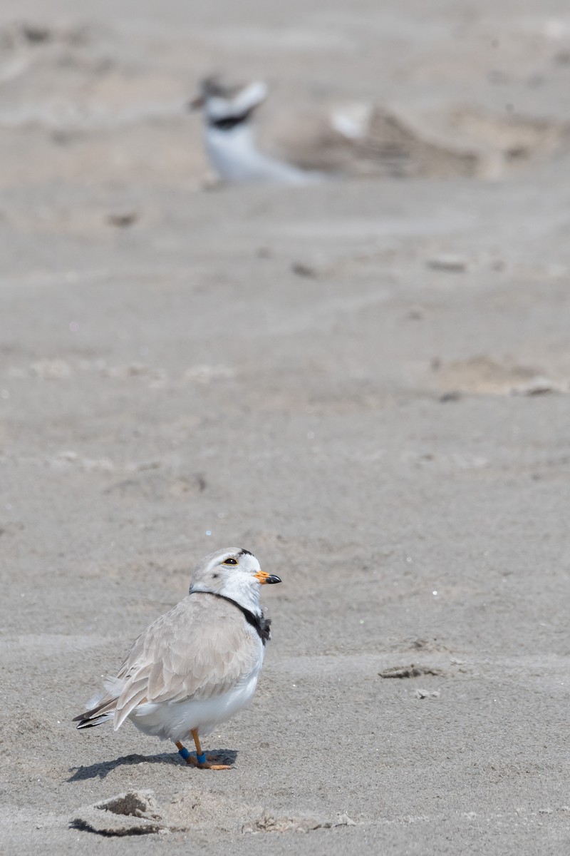 Piping Plover - ML618906228