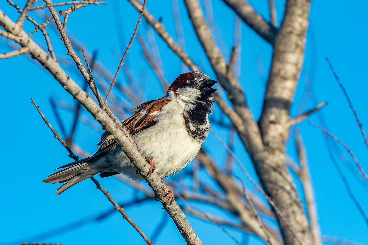 Italian Sparrow - lucien ABAH