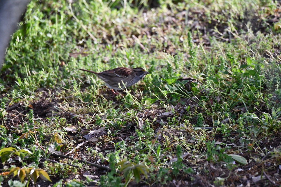 White-throated Sparrow - Terri Needham