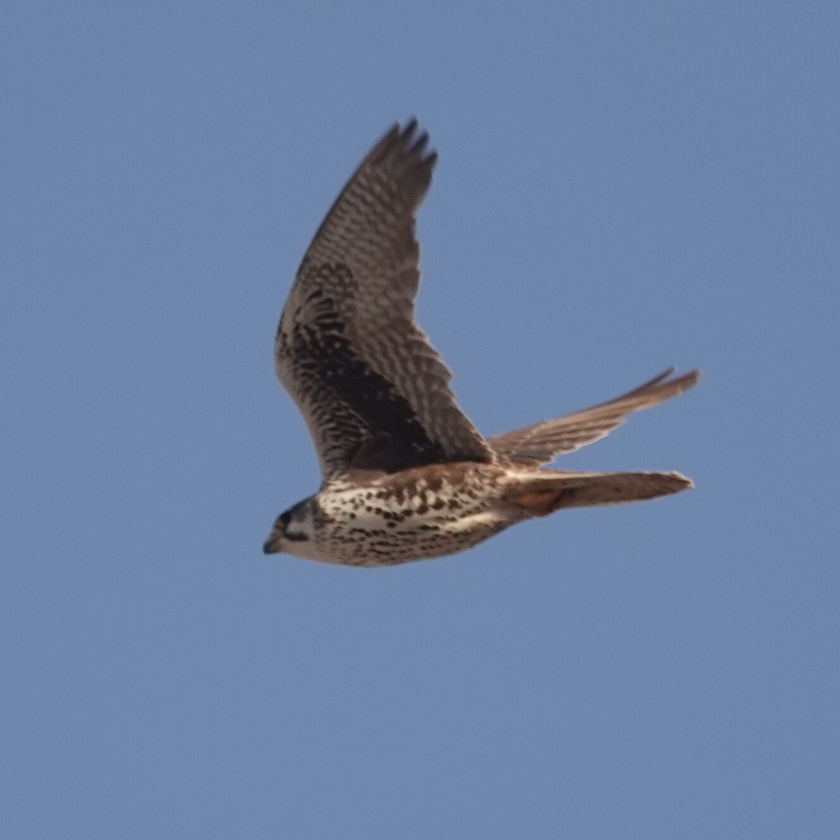 Prairie Falcon - leo wexler-mann