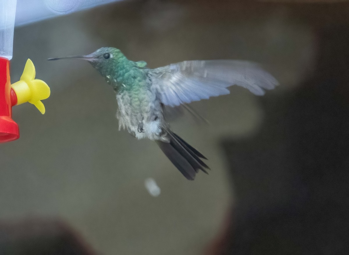 Berylline Hummingbird - Eric Kallen