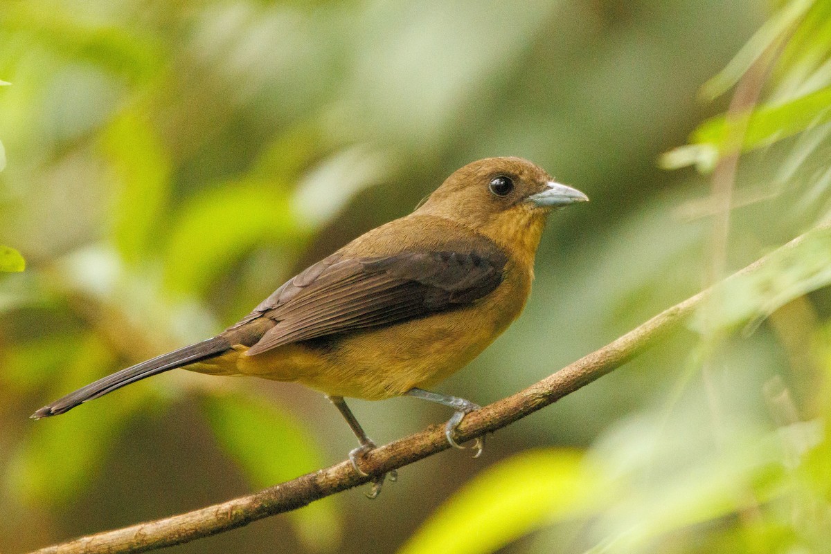Black-goggled Tanager - ML618906316
