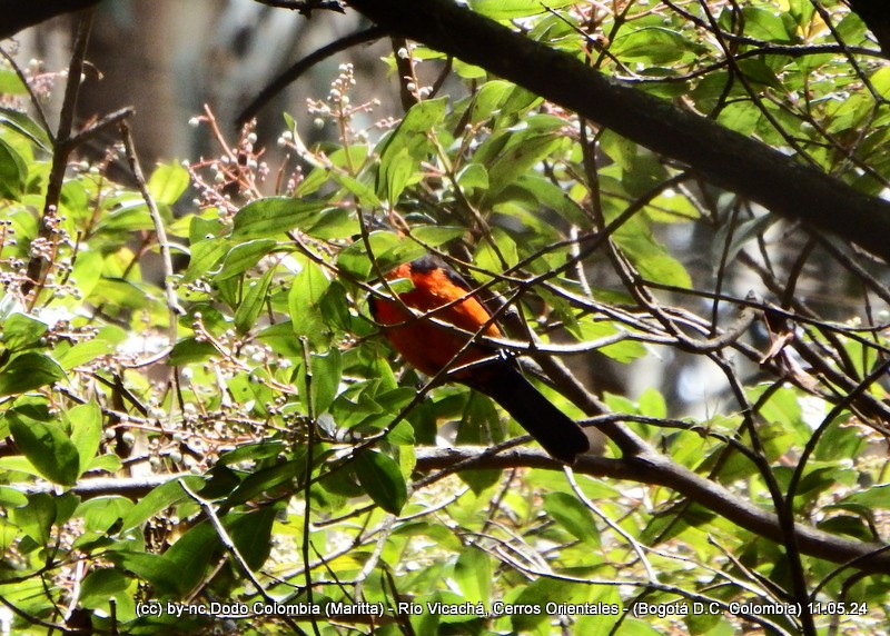 Scarlet-bellied Mountain Tanager - ML618906333