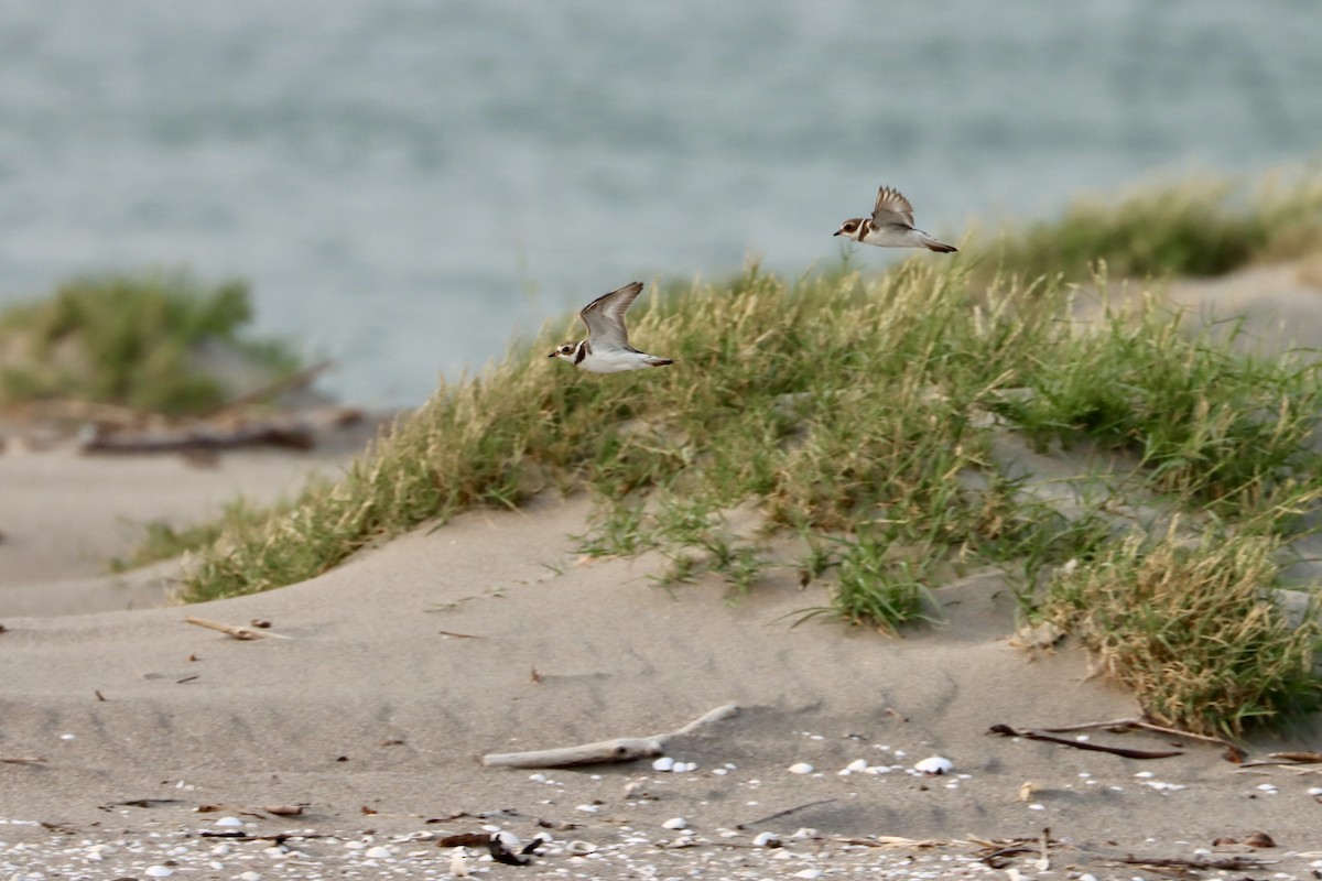 Semipalmated Plover - ML618906349
