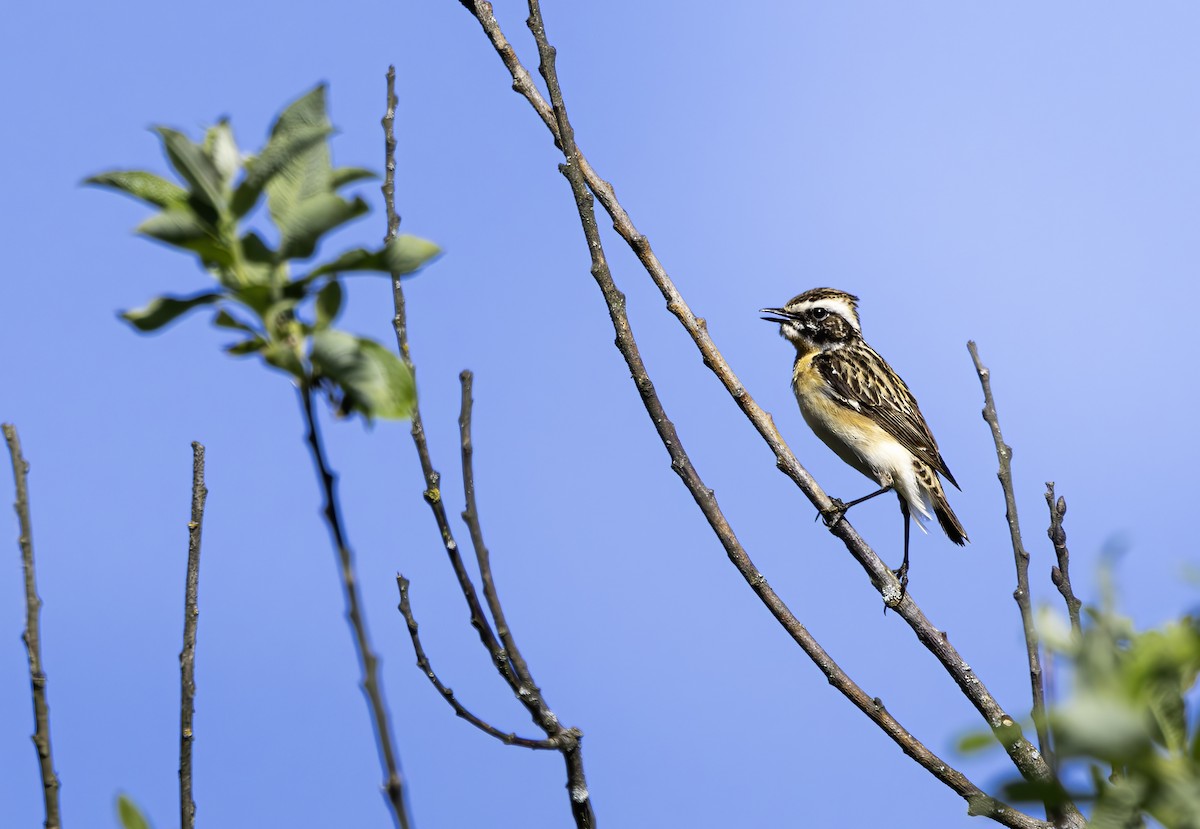 Whinchat - ML618906361