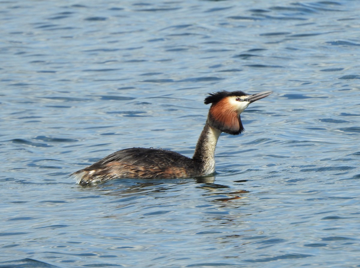 Great Crested Grebe - ML618906366