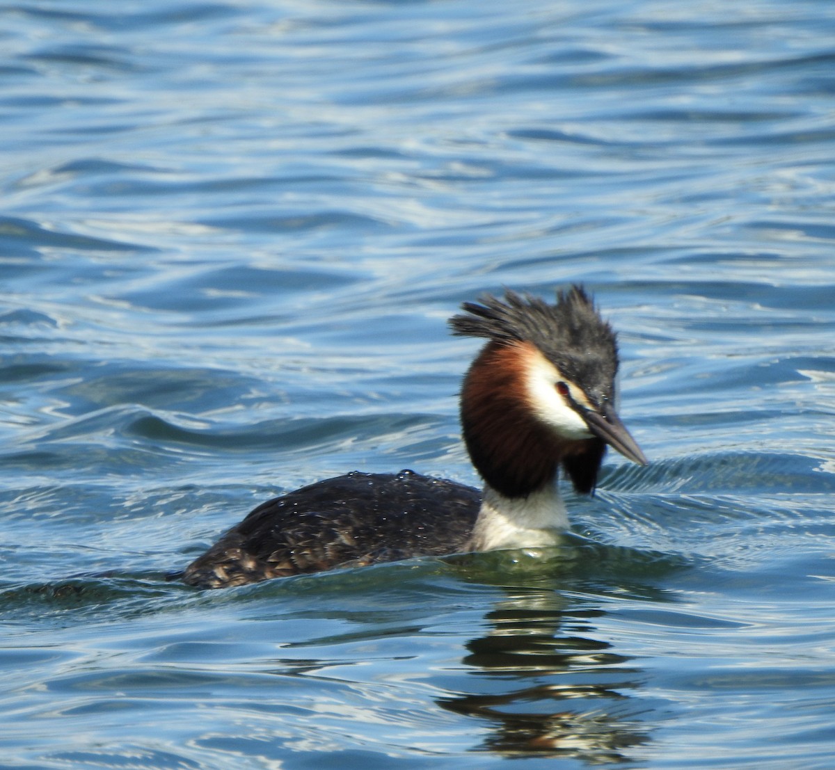 Great Crested Grebe - ML618906367