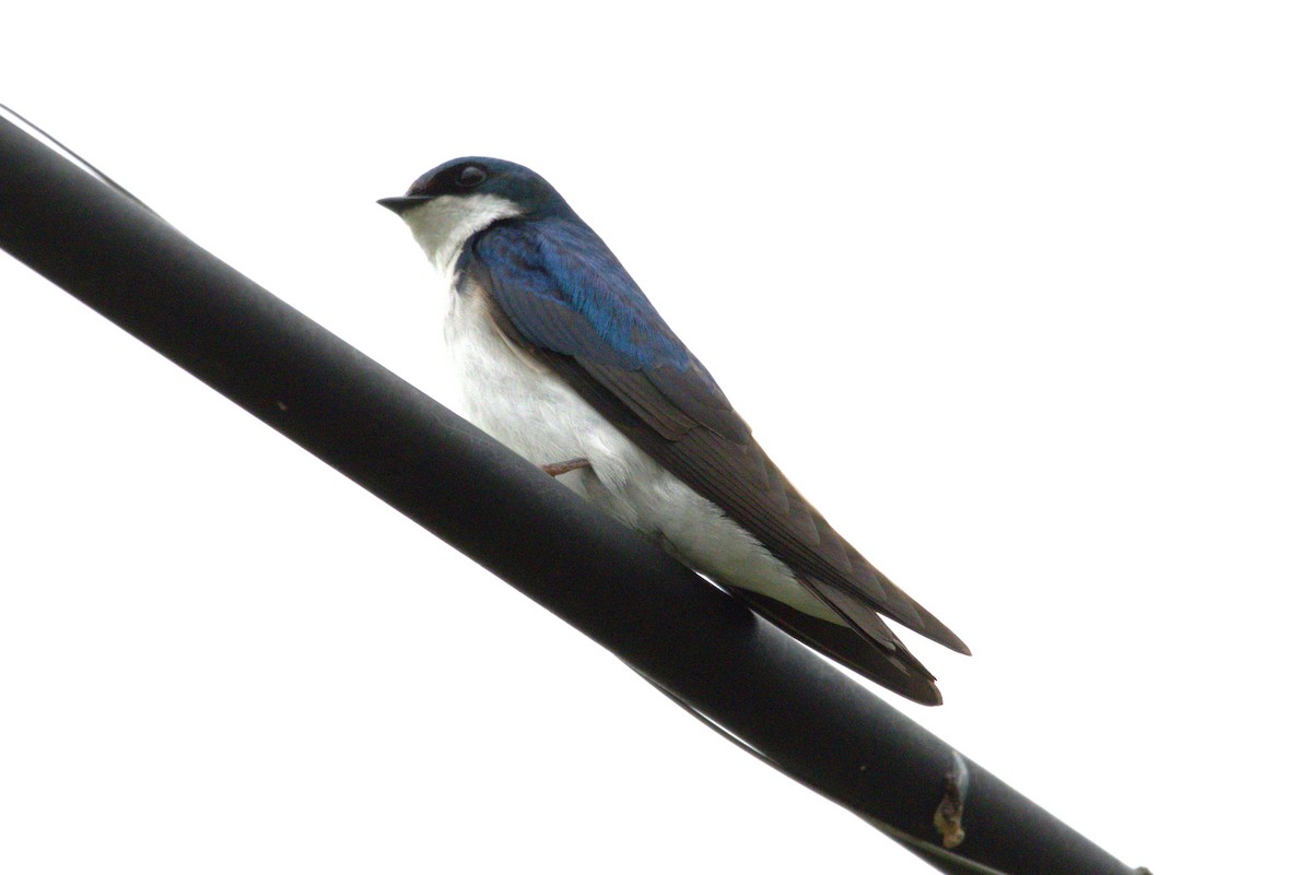 Tree Swallow - ML618906369
