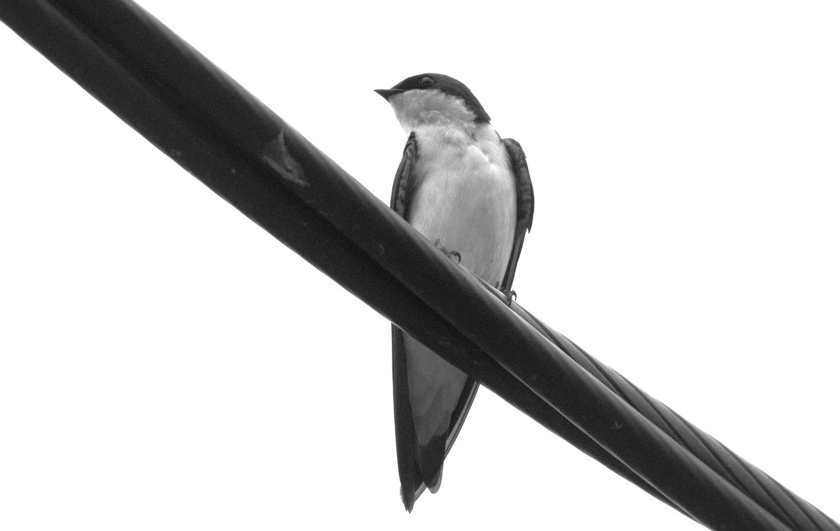 Tree Swallow - Michel Marsan