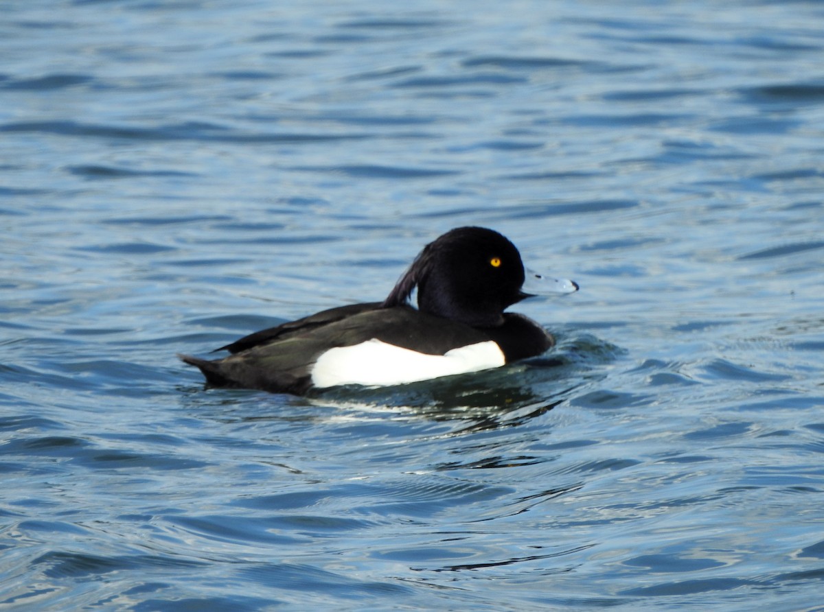 Tufted Duck - ML618906390