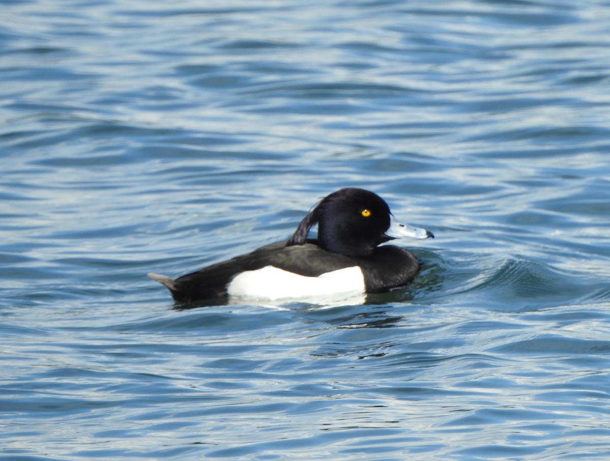 Tufted Duck - ML618906391