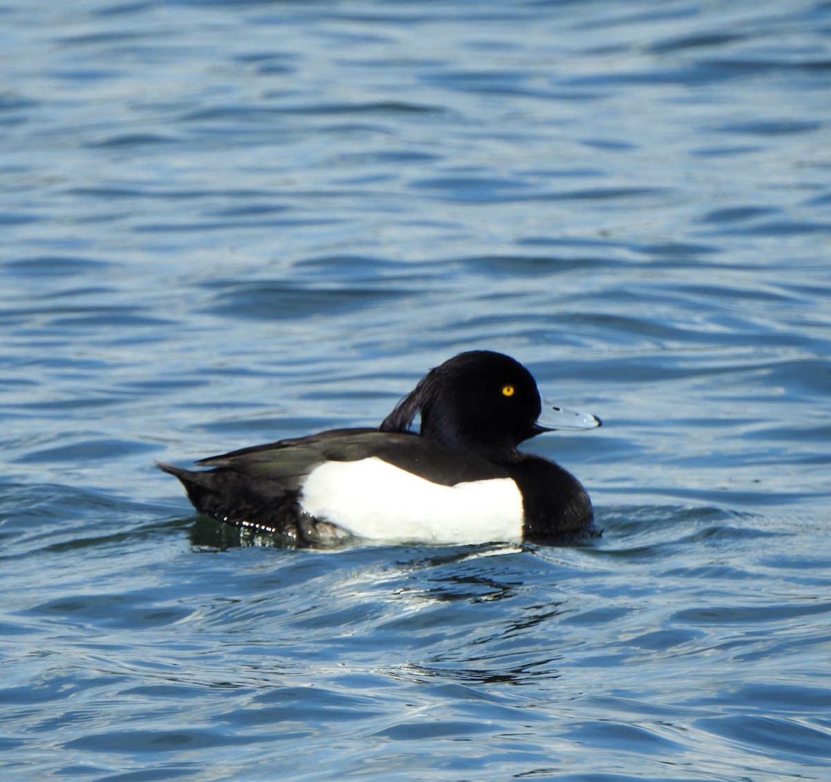 Tufted Duck - ML618906392