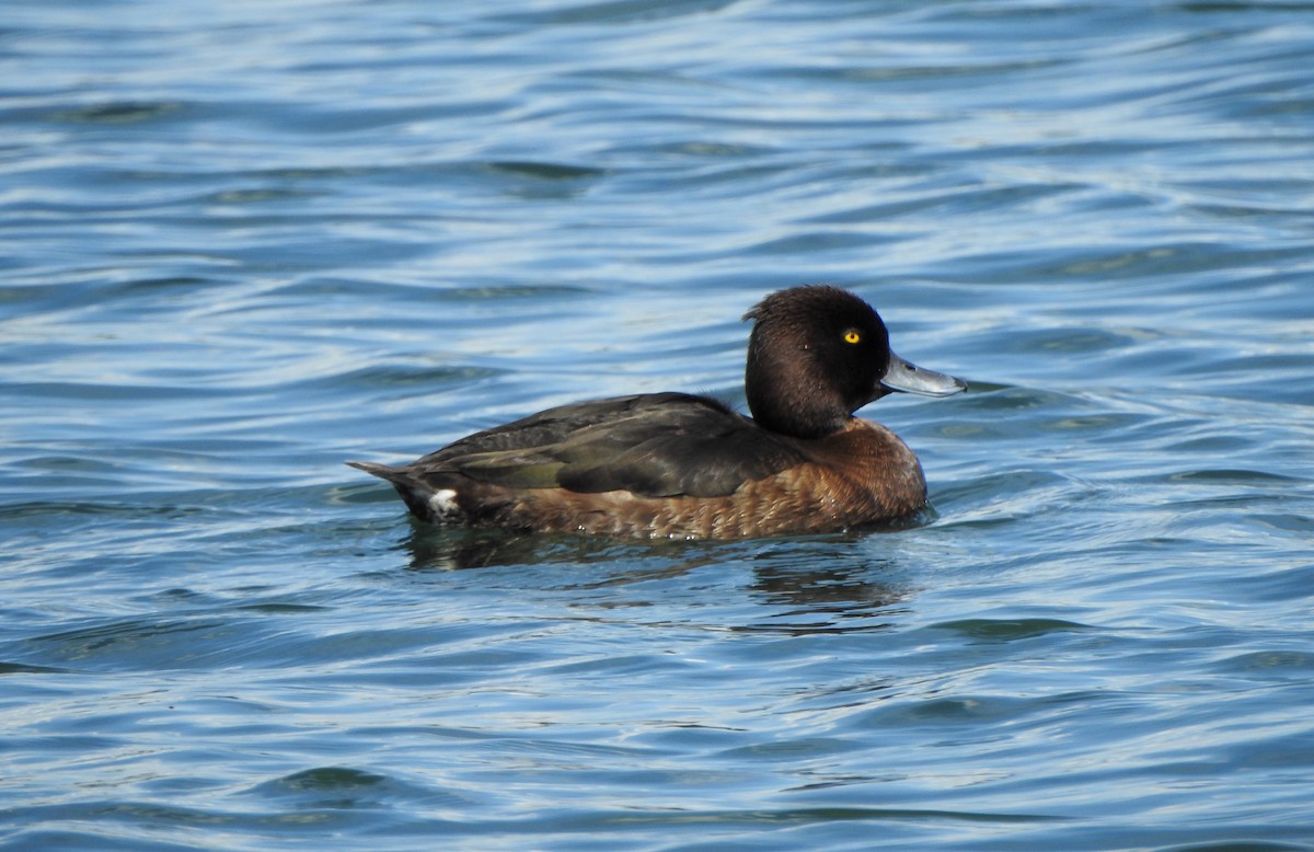 Tufted Duck - ML618906393