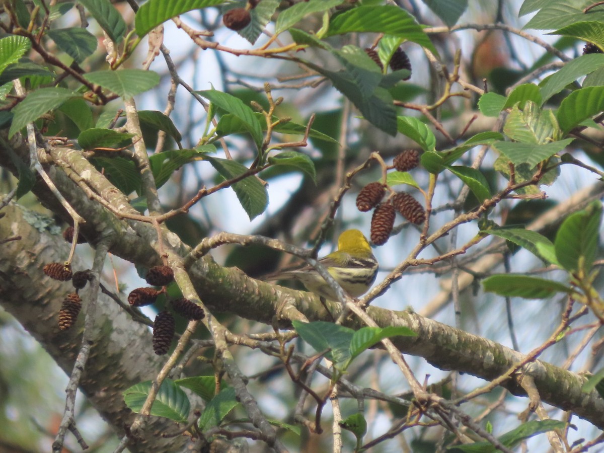 Black-throated Green Warbler - ML618906412