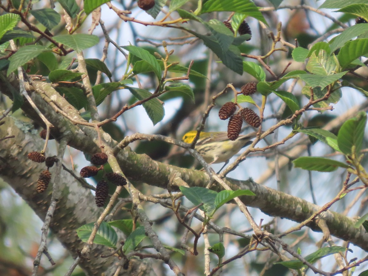 Black-throated Green Warbler - ML618906413