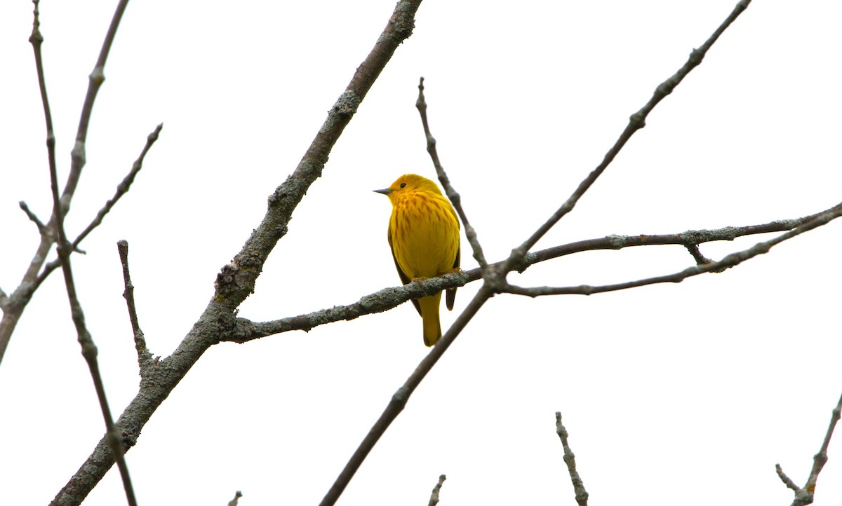 Yellow Warbler - Michel Marsan