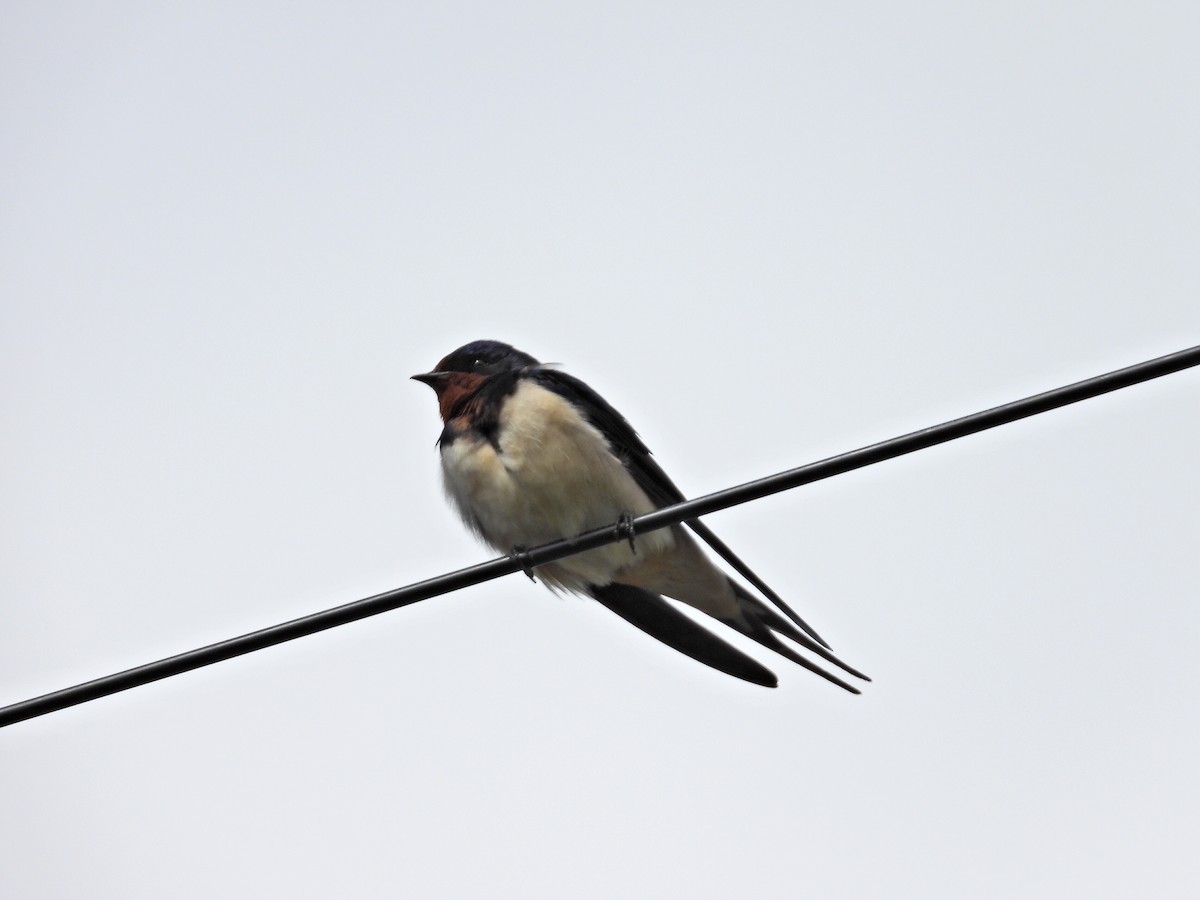 Barn Swallow - ML618906450