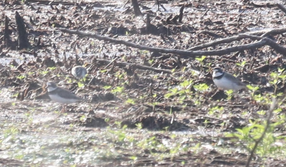 Semipalmated Plover - ML618906461