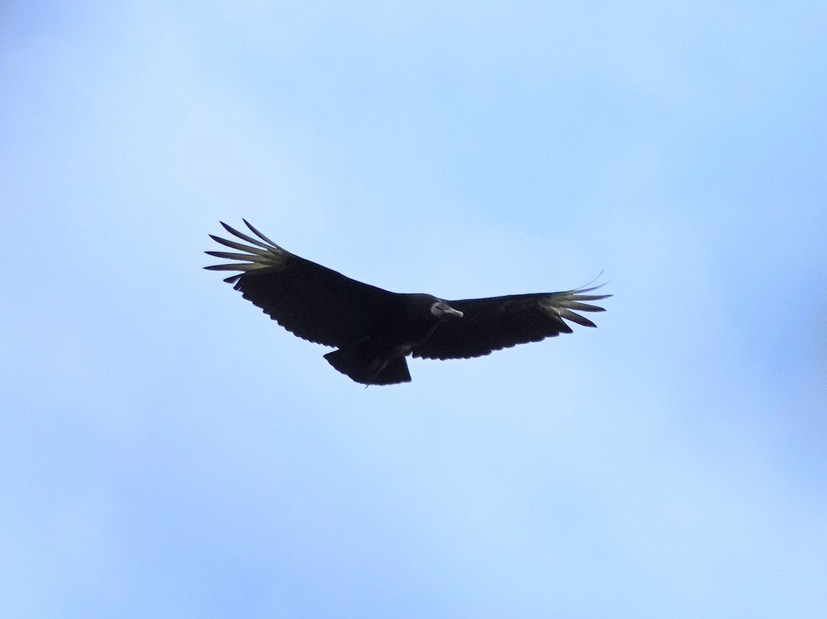 Black Vulture - ML618906463