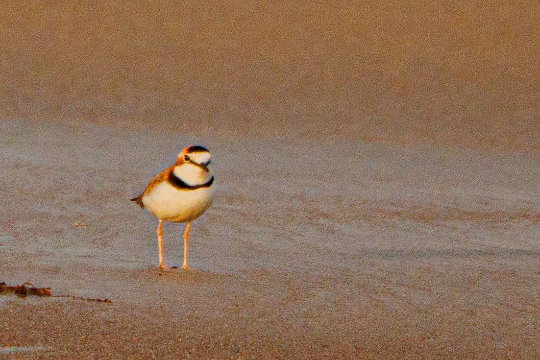 Collared Plover - ML618906470