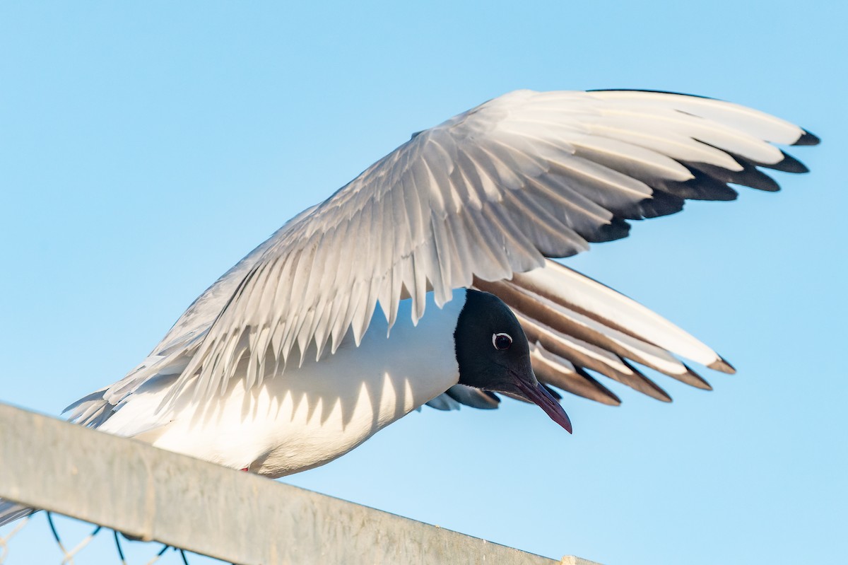 Black-headed Gull - lucien ABAH