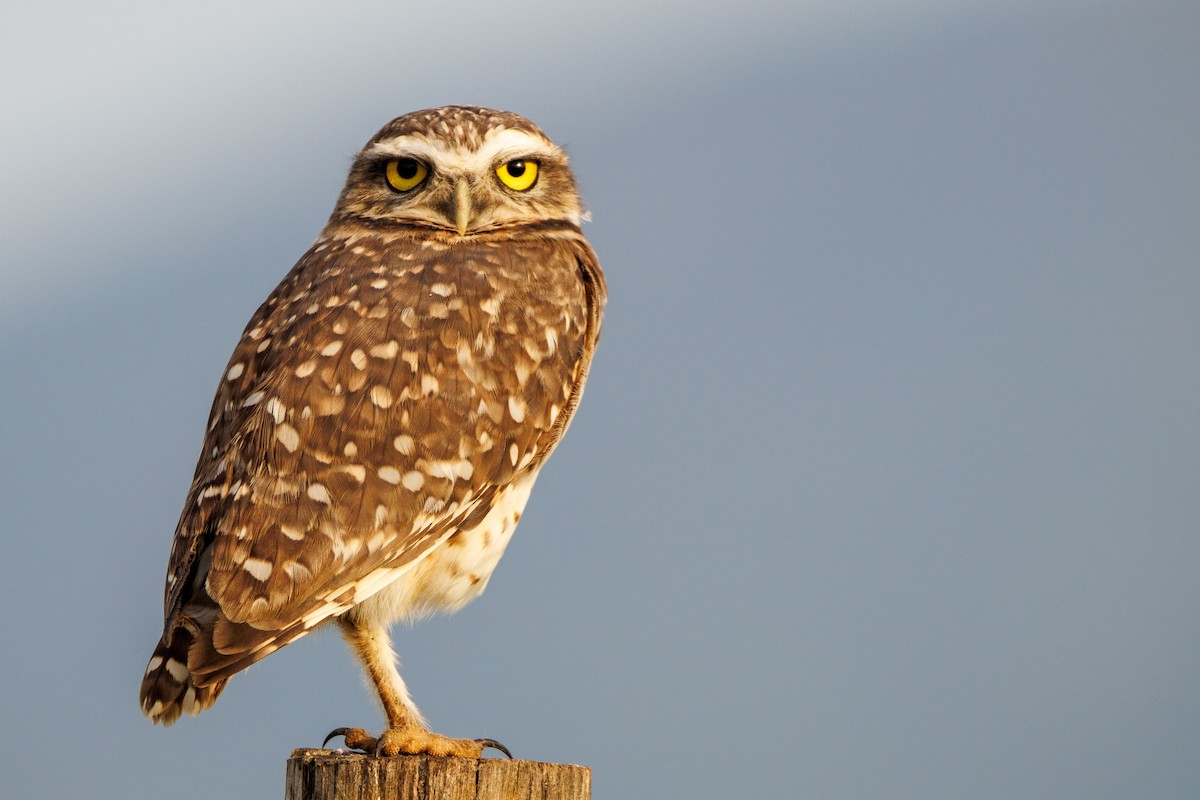 Burrowing Owl - ML618906593