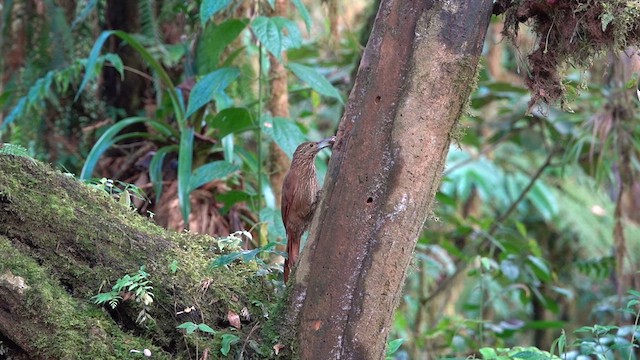 Strong-billed Woodcreeper - ML618906613