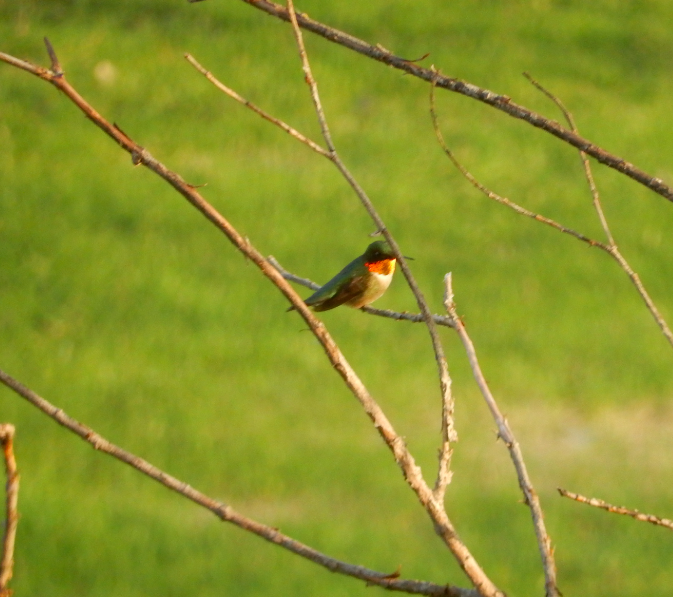 Ruby-throated Hummingbird - ML618906639