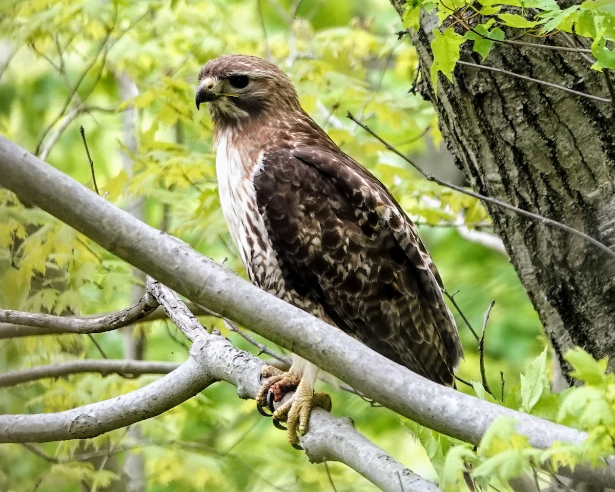 Red-tailed Hawk - ML618906643