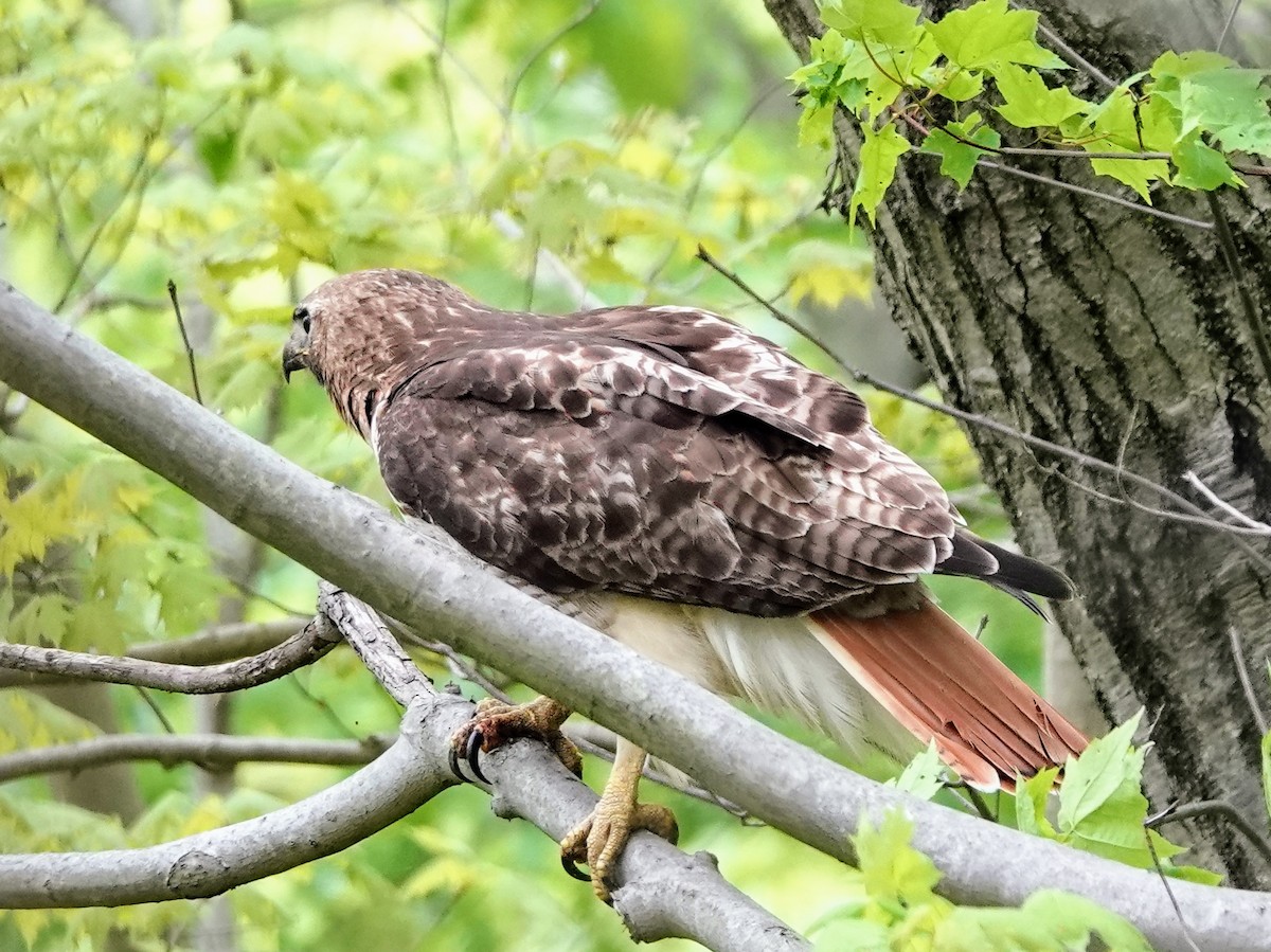 Red-tailed Hawk - Celeste Echlin