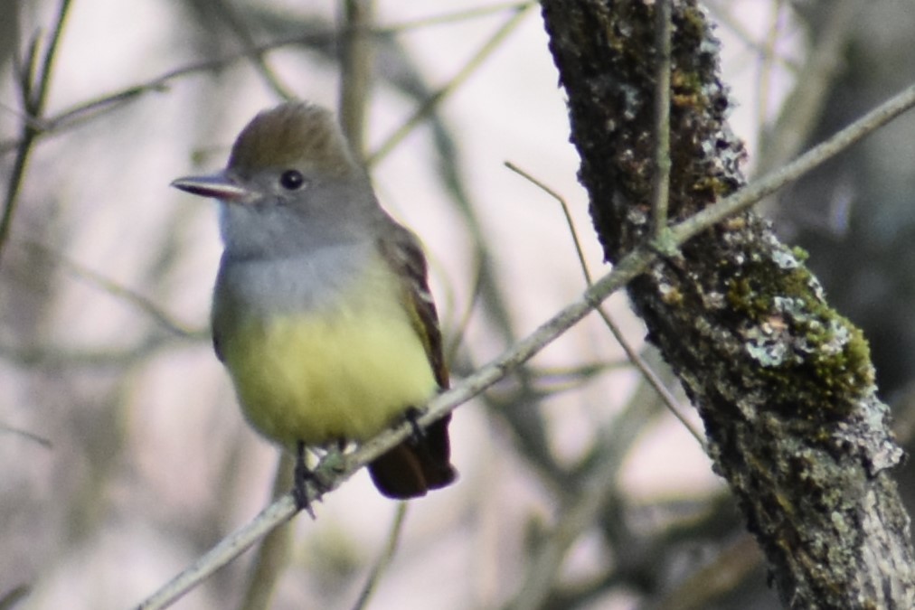 Great Crested Flycatcher - ML618906686
