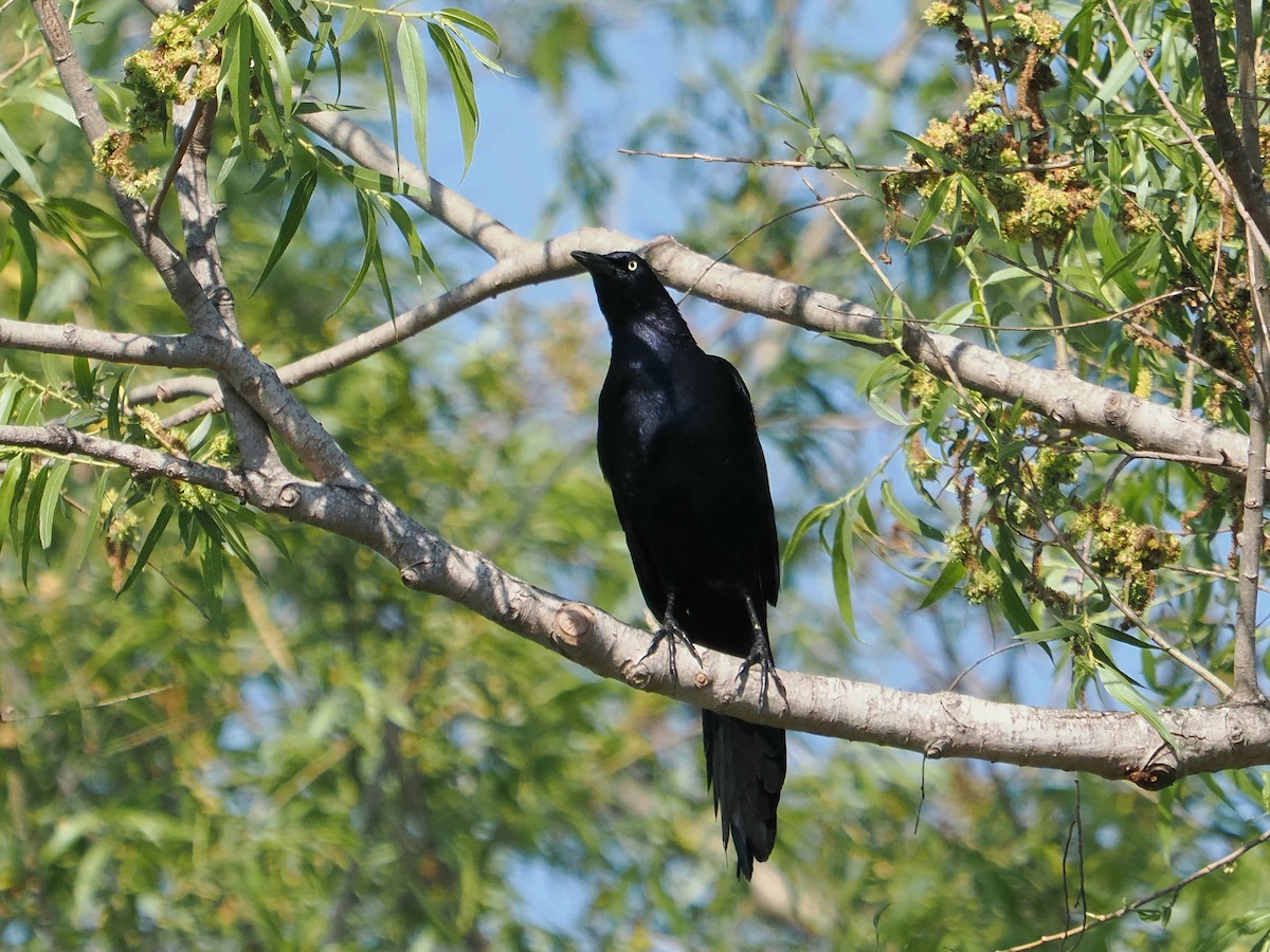 Great-tailed Grackle - ML618906766