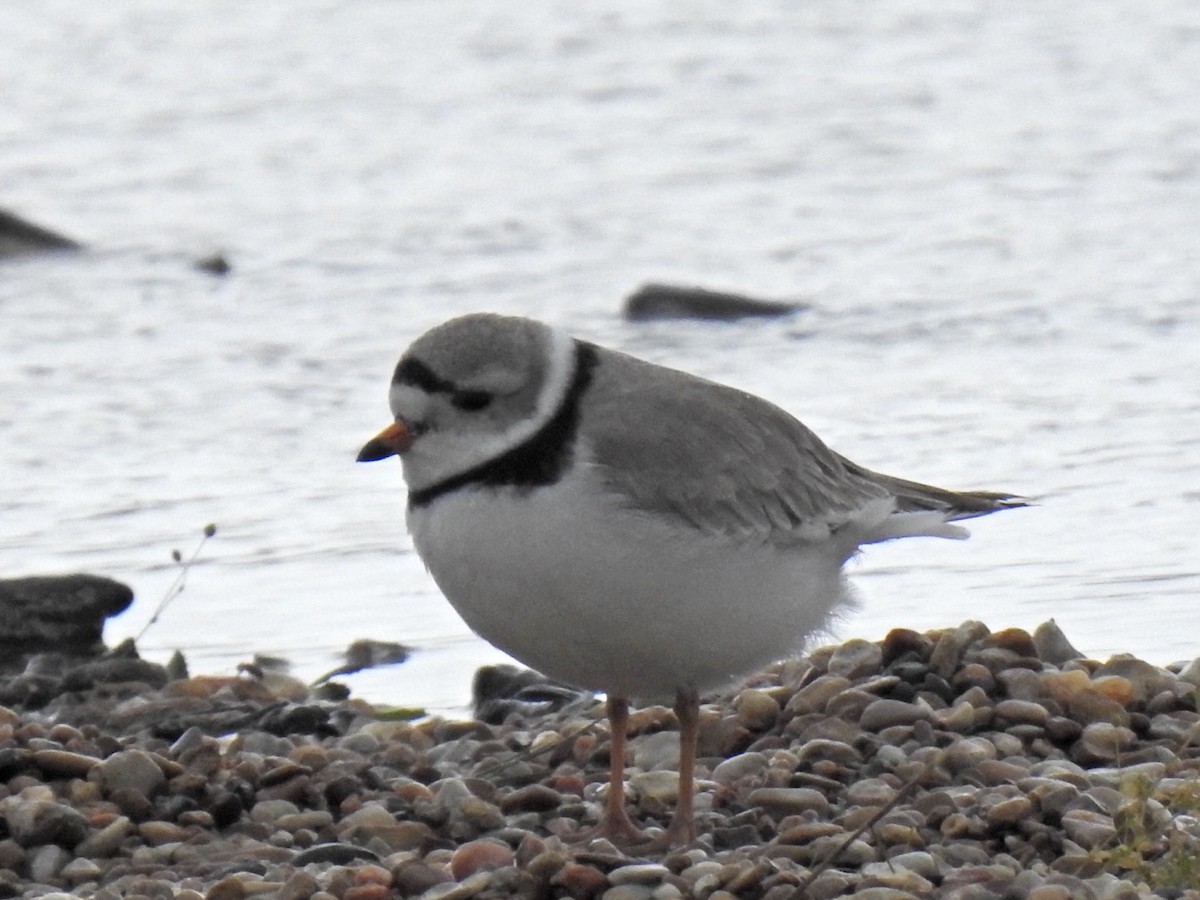 Piping Plover - ML618906774