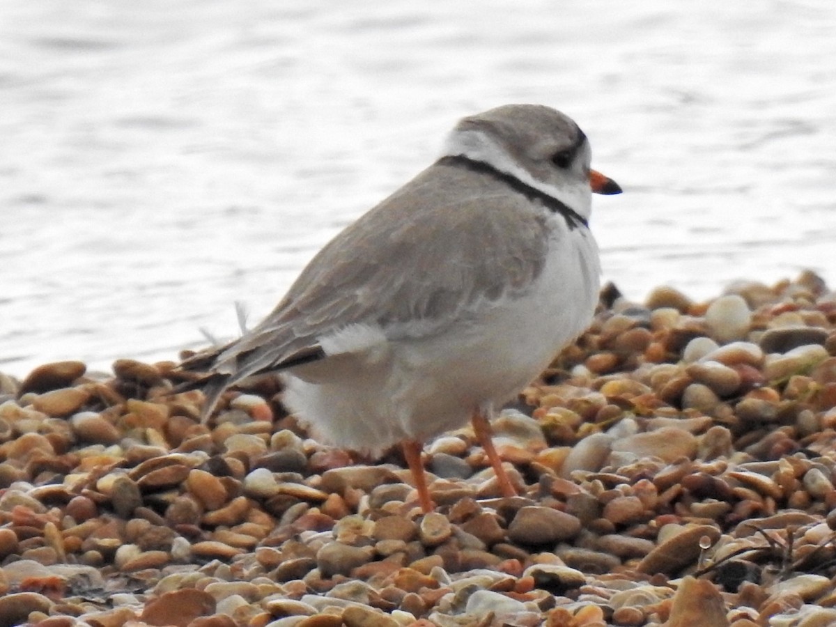 Piping Plover - ML618906775