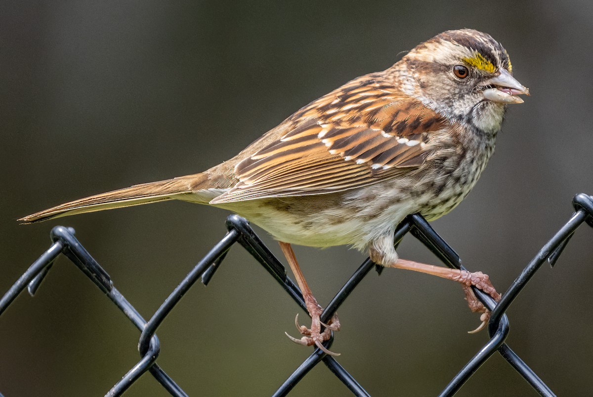 White-throated Sparrow - ML618906782