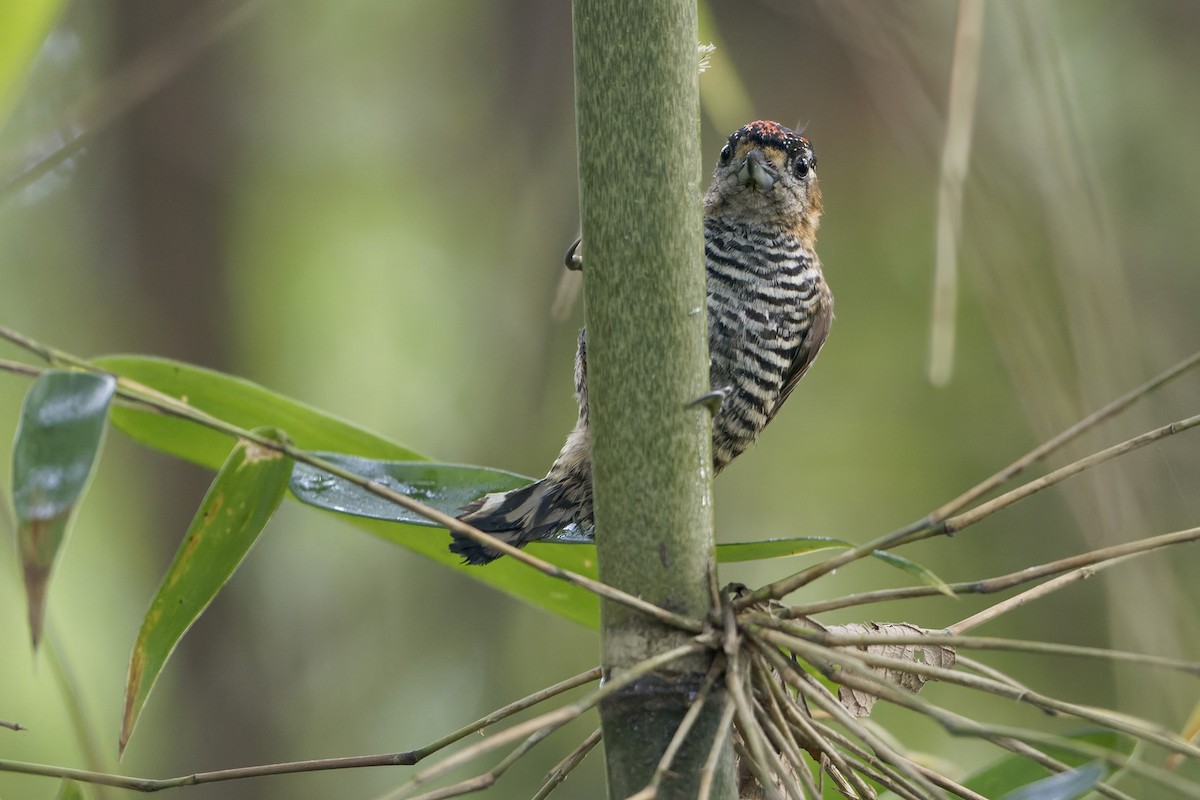 Ochre-collared Piculet - ML618906796