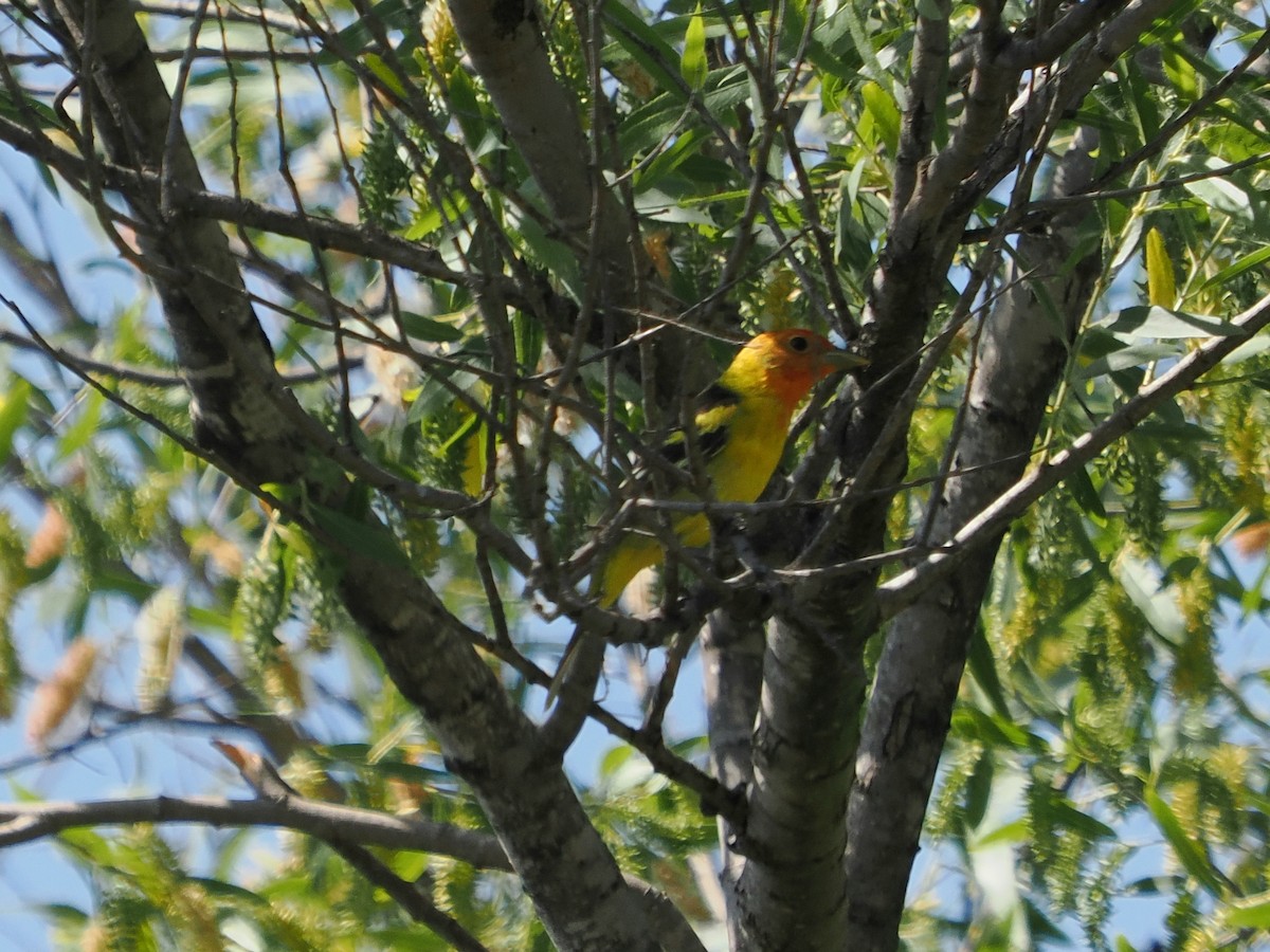Western Tanager - Jack Wickel