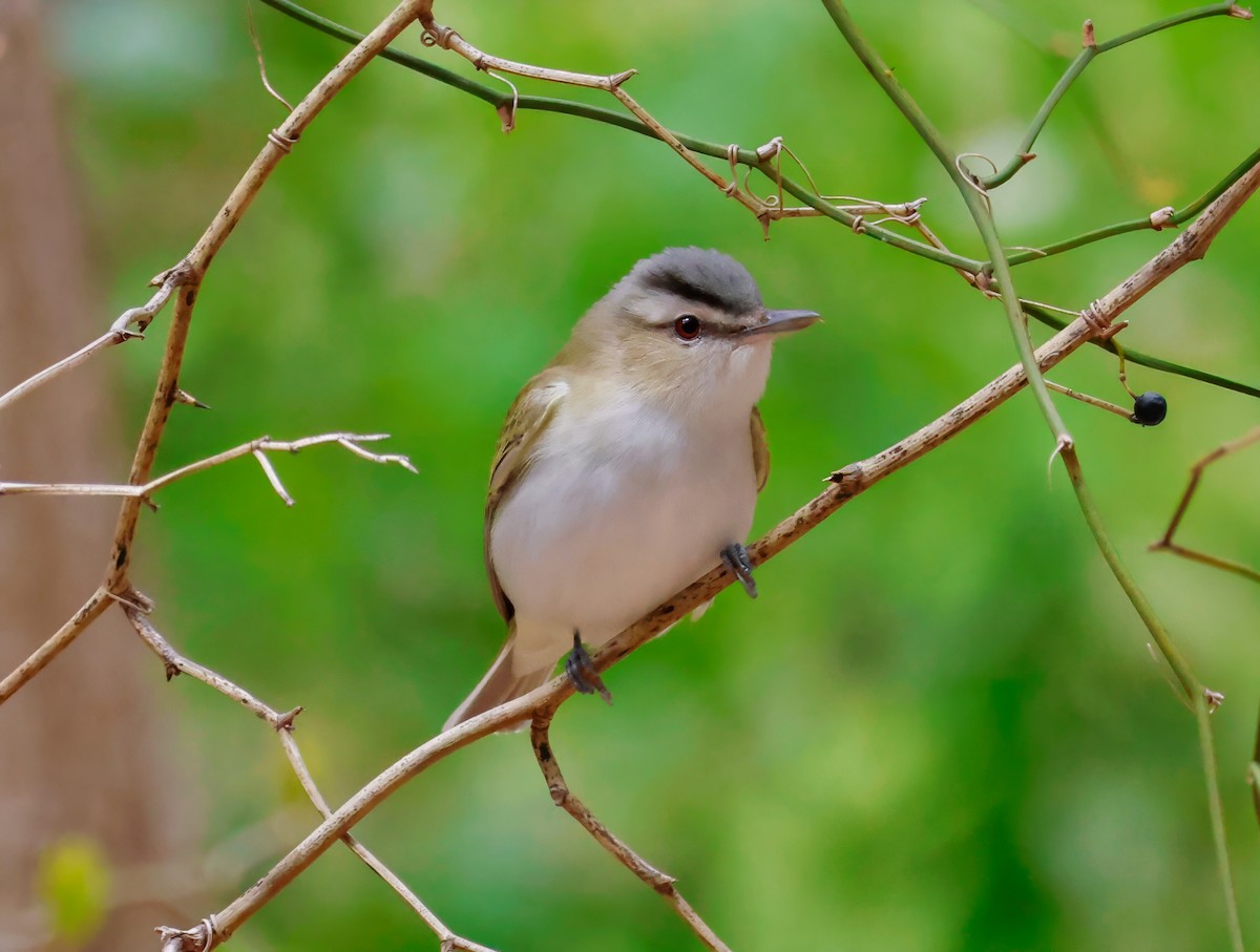 Red-eyed Vireo - Peter Crosson