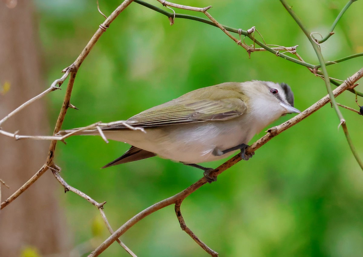 Red-eyed Vireo - Peter Crosson