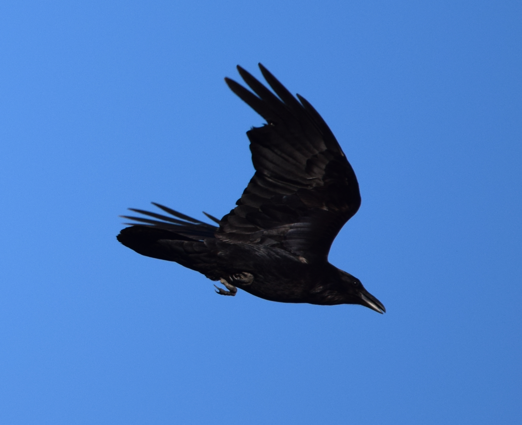 Common Raven - ML618906839
