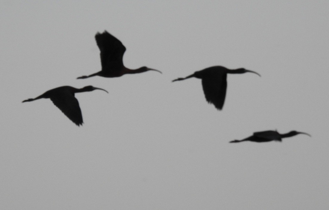 ibis hnědý - ML618906847
