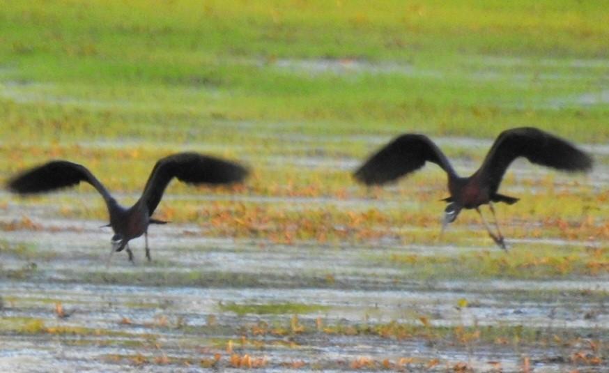 ibis hnědý - ML618906849